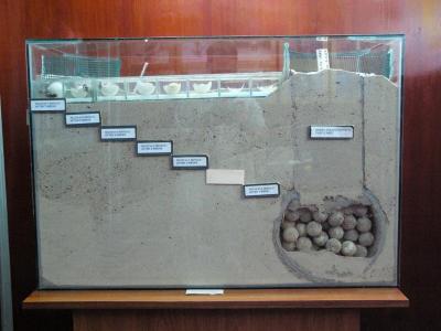 Info centre - eggs buried in the sand