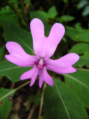 Kinabalu balsam