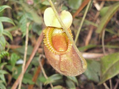 Some endemic to Kinabalu