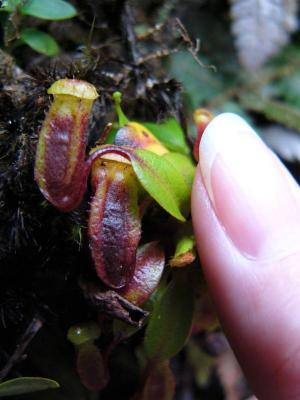 Wee pitcher plants