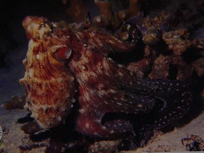 Common Octopus(postcard)