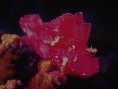 Leaf Scorpionfish(postcard)