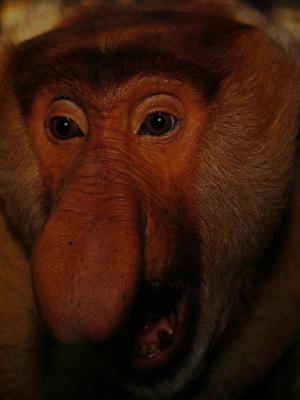 Proboscis Monkey(postcard)