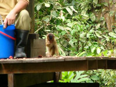 Little monkey has made it onto the platform