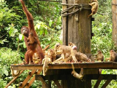 Monkeys take over the platform
