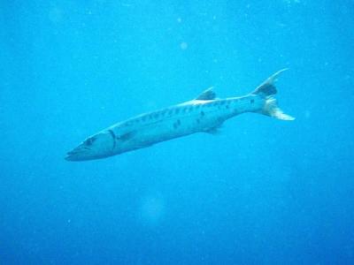 Chevron barracuda