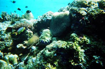 Moray eel in the coral