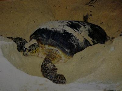 Nesting turtle(postcard)