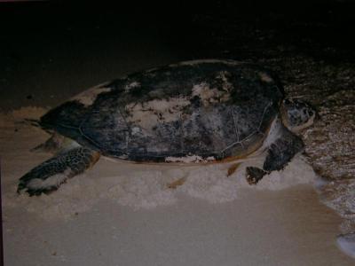 Turtle returning to the sea (postcard)