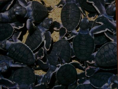 Turtle Island