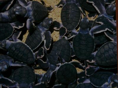 Piles of hatchlings(postcard)