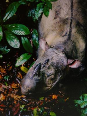 Sumatran Rhino<br><i>(postcard)</i>