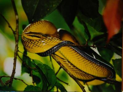 Yellow viper(postcard)