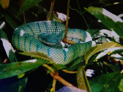 Waglers pit viper(postcard)
