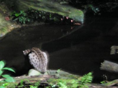 Zoological Gardens