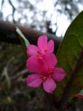 Rhododendrons line the way