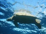 Green turtle on the surface