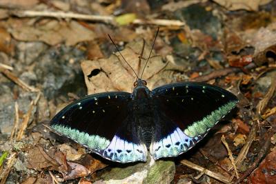 Archduke (Male)