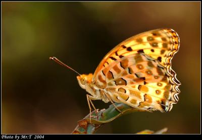 \潺 Indian Fritillary (Argyreus hyperbius)