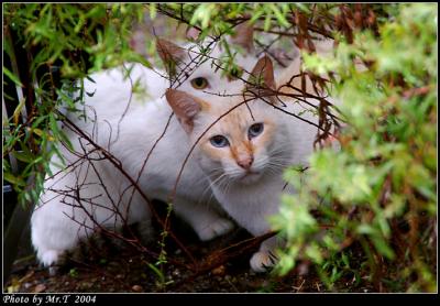 Crop_DSCF5047.jpg