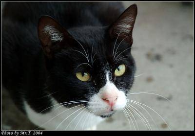 Street Cat Osaka j
