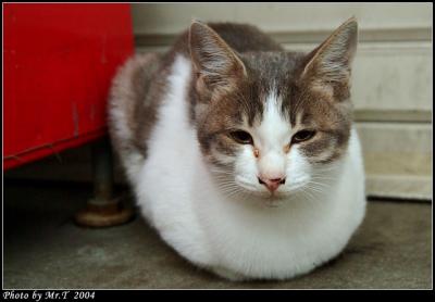 Street Cat Osaka ¤j¨Áµó¿ß