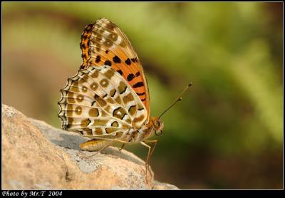 \潺 Indian Fritillary (Argyreus hyperbius)