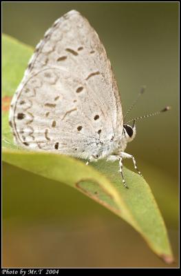 sǽ Common Hedge Blue (Acytolepis puspa)