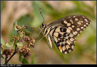 F Lime Butterfly (Papilio demoleus)