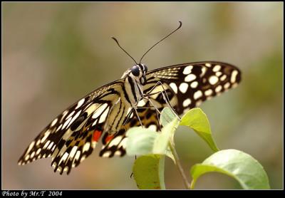 F Lime Butterfly (Papilio demoleus)