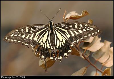 a Swallowtail (Papilio xuthus)