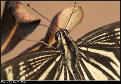 a Swallowtail (Papilio xuthus)