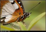 潺 Danaid Egg-fly (Hypolimnas misippus)