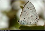 sǽ Common Hedge Blue (Acytolepis puspa)