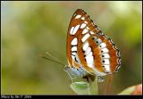 ȯ]a潺 Common Sergeant (Athyma Perius)