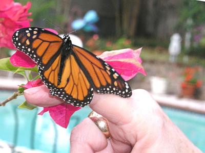 Monarch