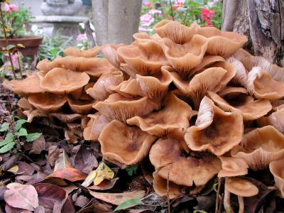 Fall Mushrooms