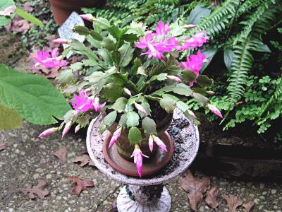 Christmas Cactus in November