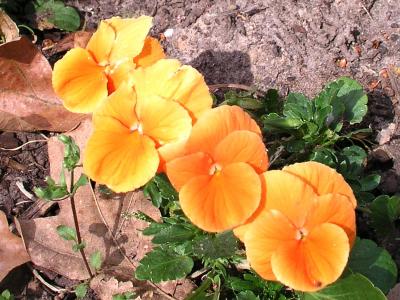 Pansy