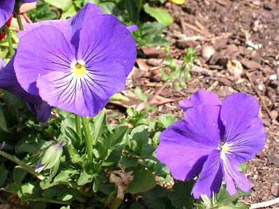 Pansy