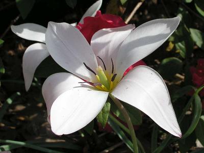 Specie Tulip
