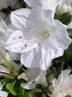 White Azalea