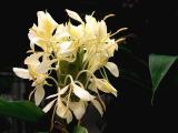 Ginger Lily Hedychium.coronarium