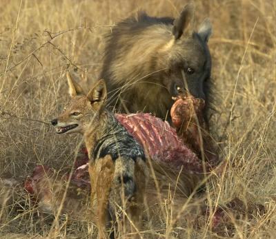 Tau -  Brown Hyena and Jackal on baby giraffe kill