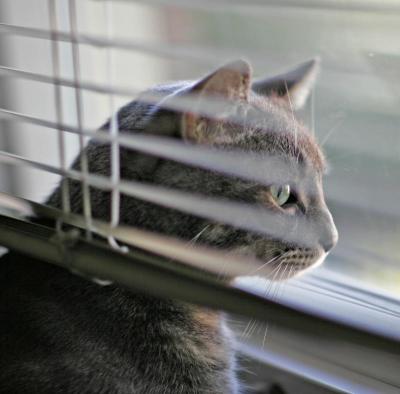 Blind Toby.jpg