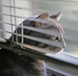 Blind Toby.jpg