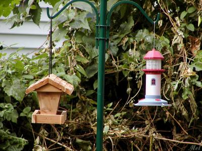 Bird feeders.jpg(330)
