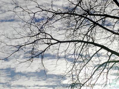 Clouds and limbs.jpg(285)