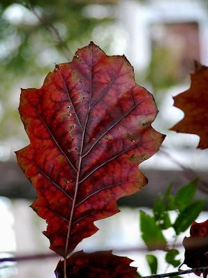 Fall Red.jpg (11/08/04)(372)