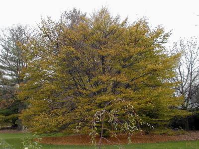 A Tree.jpg
